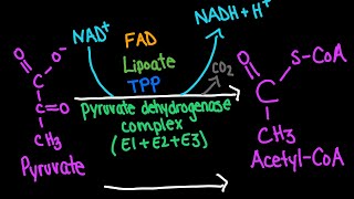 Pyruvate Dehydrogenase Complex Mechanism  Biochemistry [upl. by Gardol]