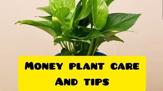 ☘️ How to grow Money plant pothos Care and tips [upl. by Gipson]