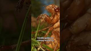 What to know about the trillions of cicadas surfacing this spring [upl. by Emera]