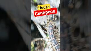 House Centipede Natures Pest Controllers shorts centipede nature arthropods [upl. by Yellehs]