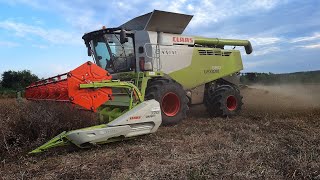 Agro Bükkösd Kft Claas Lexion 660 Rape Harvest 2024 [upl. by Yerocaj944]