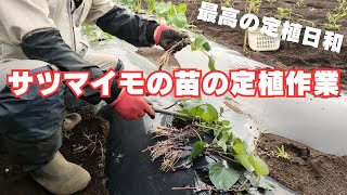 サツマイモの苗の定植方法【風が弱く土が湿っている曇りの日】【紅はるか】2024年6月10日 [upl. by Jeaz]