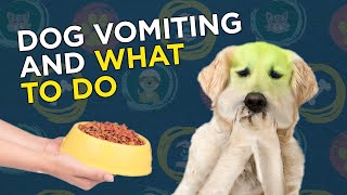 Dog Vomiting and What to Do [upl. by Bodrogi]