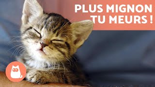 Vidéos de CHATONS 😻 Mignons drôles rigolos et adorables [upl. by Aphrodite]