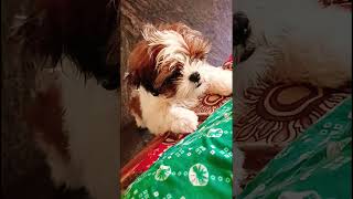 Shih Tzu 🥰 cute puppy 🤗cute love shihitzu song [upl. by Icnan]