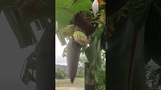 Banana blossom in the farm [upl. by Lydnek]