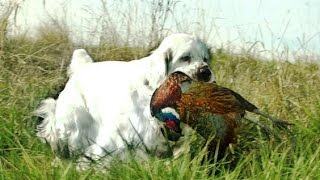 CSCA Hunting with Clumber Spaniels [upl. by Fabiola]