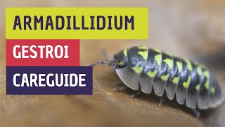 Armadillidium gestroi Care and Characteristics [upl. by Kynan451]