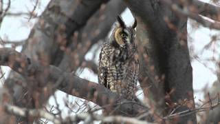 20110212 Longeared Owls [upl. by Inoue]