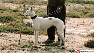 White whippet cross greyhound dog female with little brindle marking [upl. by Jarid3]