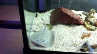 Saltwater Stingray in Aquariurium [upl. by Trudnak]