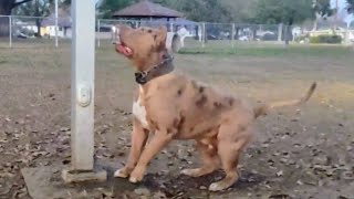 Huge American Bully XL amp Cane Corso At Dog Park [upl. by Leone809]