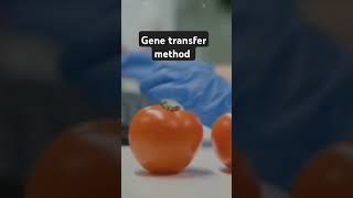 Gene transfer MethodCBSEClass 12 [upl. by Payson]