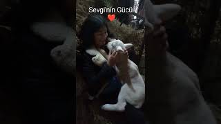 Koşulsuz Saf SEVGİ sevgi love [upl. by Layol696]