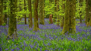 A Walk in Bluebell Woods in 4K  Relaxation and Mindfulness [upl. by Baggett]