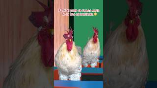 El profe de buena onda te ayuda gallos mascotas funnyshorts [upl. by Atnod]