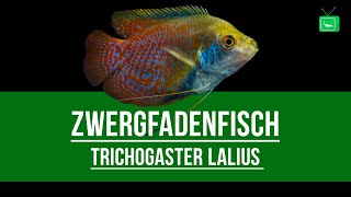 ZWERGFADENFISCH  TRICHOGASTER LALIUS  Portrait  GarnelenTv [upl. by Pruchno]