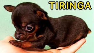 Tudo sobre o PINSCHER ZERO TIRINGA [upl. by Amar594]