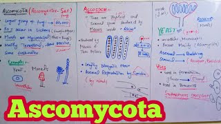 Ascomycota  Ascomycetes SacFungi  Biology 11th  Chapter 8 Fungi [upl. by Ramsa]