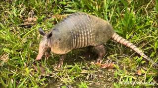 Ninebanded armadillo Dasypus novemcinctus [upl. by Eiuqnimod66]