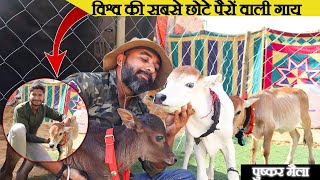 इतनी छोटी गाय देखिए क्या है खास 🤯 पुंगनूरू नस्ल की गाय punganur cow😲 world famous cow Explorersathi [upl. by Sarette]