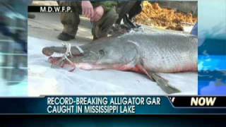 RecordBreaking Alligator Gar Caught in Mississippi Lake [upl. by Vinnie]