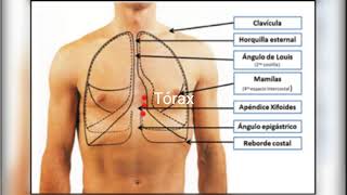 El Tórax Dolencias Físicas [upl. by Riorsson]
