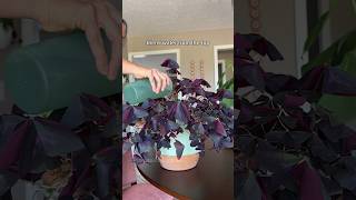 How I care for my oxalis triangularis oxalistriangularis plantcare [upl. by Anahsed]