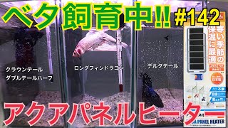 【ベタ】飼育中‼︎ 142 水作アクアパネルヒーター導入‼︎ [upl. by Winwaloe]