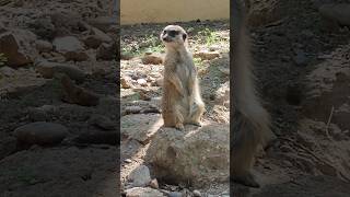 Curious Suricata at Selwo Aventura  Funny Animals [upl. by How]