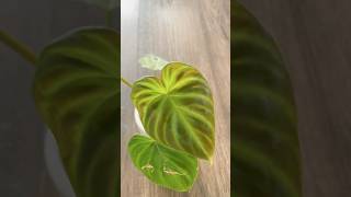 Philodendron  New Leaf 🌱 philodendron plants leaf [upl. by Hutchings]