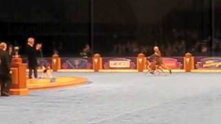 Bracco Italiano dog Axel wins 2009 Eukanuba World Challenge [upl. by Ylicic726]