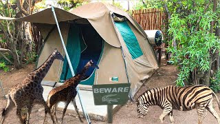 Camping in BIG FIVE Safari Park  Dinokeng Game Reserve [upl. by Verdie]