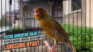 suara kenari gacor panjang JITU PANCINGAN KENARI AGAR BUNYI JADIKAN BURUNG KENARI GACOR EMOSI [upl. by Wulfe950]