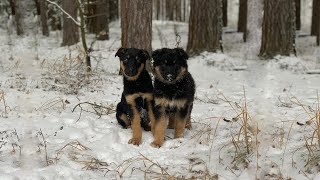 Trembling Puppies Coddled Together Longing for Help Under The Cold Snow [upl. by Filippa91]