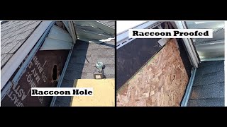 Raccoons Siding amp Celotex  Making Raccoon Proof [upl. by Frulla]