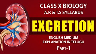 Excretion  Human excretory system Explanation in telugu  class 10th biology  Ap amp TS syllabus [upl. by Drapehs]