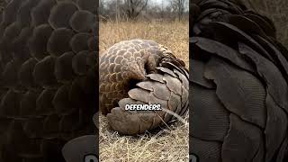 Pangolin  The Most Hunted Animal [upl. by Whall]