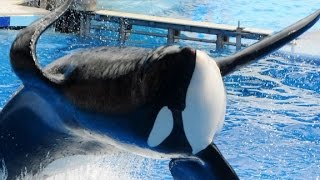 Killer whale at center of Blackfish dies [upl. by Adnac]