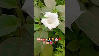 Datura ke phool 💐🌸🌹🌷🪷🌺🥀🙏nature plants flowers gardening shorts short youtubeshorts [upl. by Aimo605]