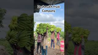 Banana box packing business trending farming song shorts viralvideo Jalwa subscribe [upl. by Osnola]