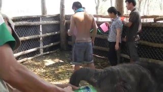 wild baby elephant getting an enema [upl. by Ttehr773]