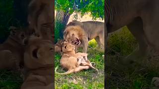 Lorkulup disciplinando a sus cachorros Black Rock Male Lion and Cubs lion leão short safari [upl. by Linus142]