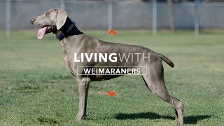 ALL ABOUT LIVING WITH WEIMARANERS [upl. by Xxam]