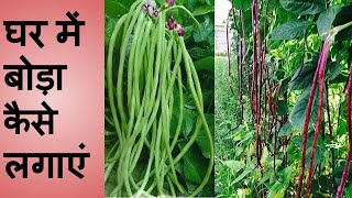 How to grow cowpea Lobiya choula Beans Plant at home  How to germinate Cowpea seedLaxmi Farming [upl. by Fuller839]