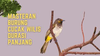 Masteran Cucak Wilis Gacor  Suara Burung Rengganis [upl. by Barb406]