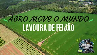 AGRO  LAVOURA FEIJÃO 🫘 feijão agro roça fazenda [upl. by Enitnelav]