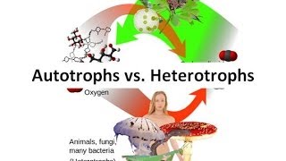 Autotrophs vs Heterotrophs [upl. by Vial721]