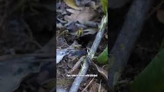 How to Get Rid of Yellow Jacket Nests pest insects shorts pestcontrol yellowjackets treatment [upl. by Haral]