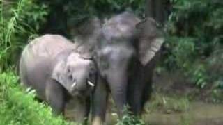 Borneo  The rare pigmy elephants [upl. by Acsisnarf]